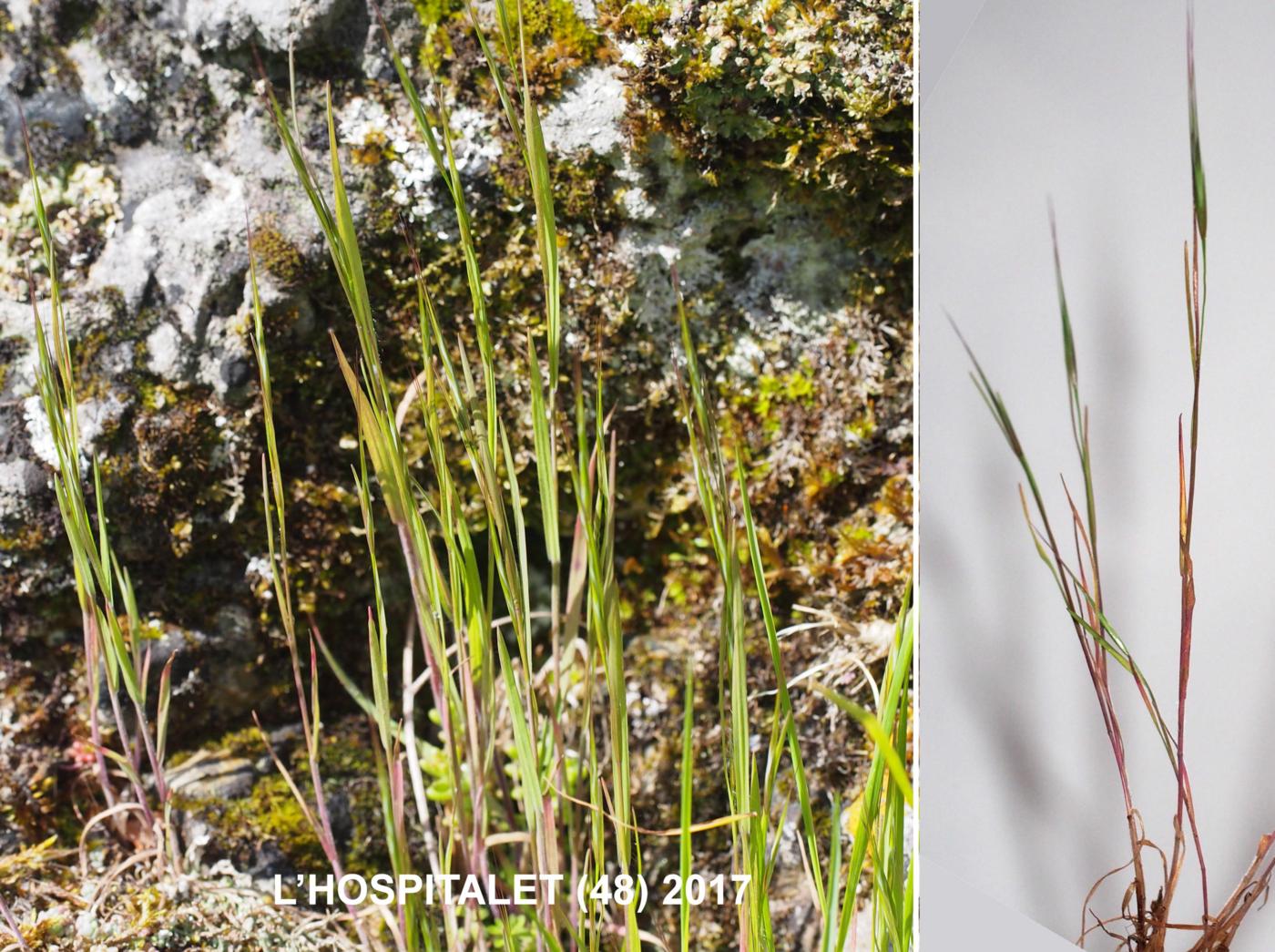 Fescue, Bearded plant